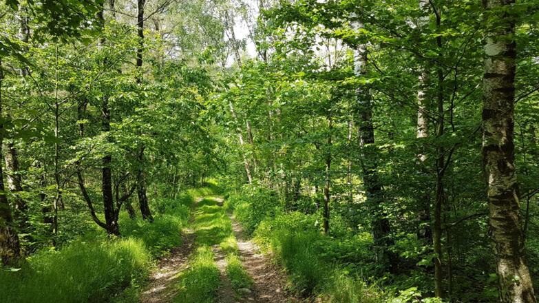 Über Forstswege zurück zum Wildgatter bei der "Faschinger Rast"