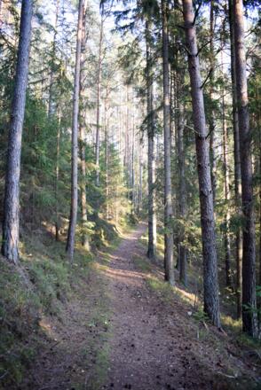 Pfad durch den Föhrenwald