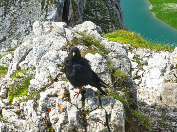 Alpendohle am Gipfel