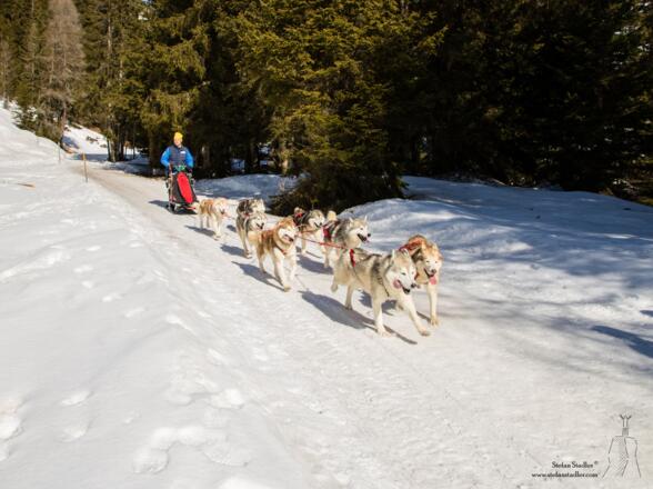Seltene, aber sehr schöne Begegnung auf Skitour!