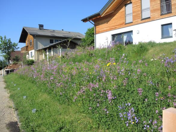 Blumenpracht in Satteltal