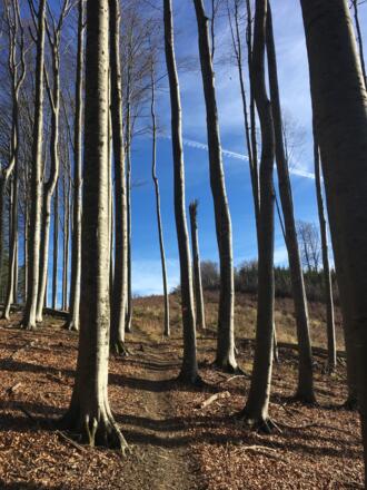 Buchenwald unter dem Gipfel