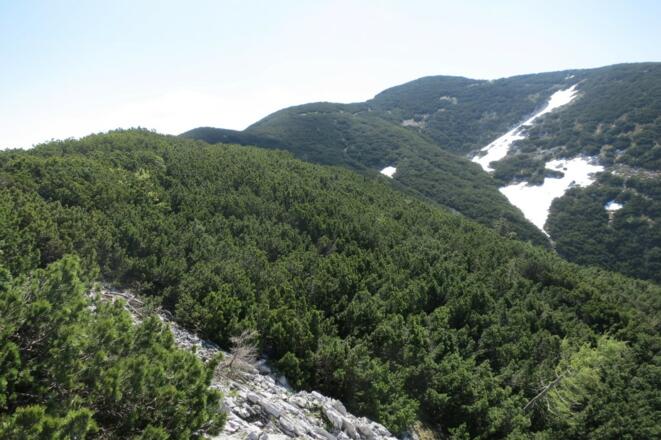 Weiterweg zum Hochsengs durch die Latschen