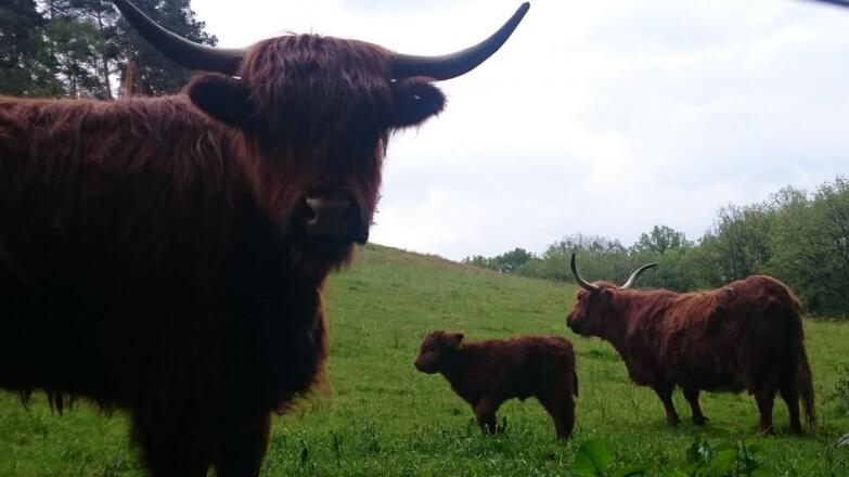 schottisches Feeling auf der Weide