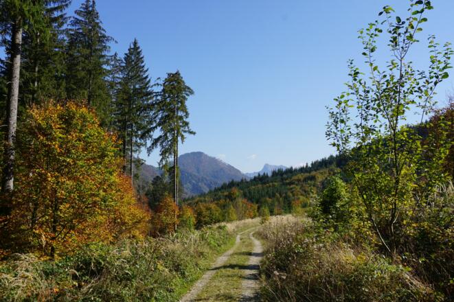 Abstieg über die höher liegende Forststraße
