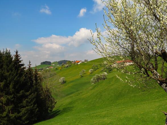 Im hügeligen Mostviertel