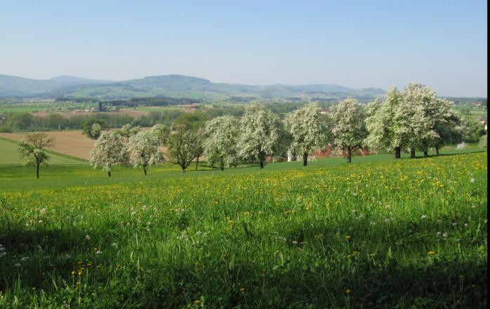 Baumblüte bei St. Johann