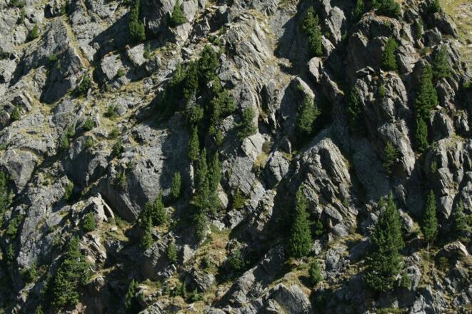 Unglaublich, wo die Zirben noch Halt finden.