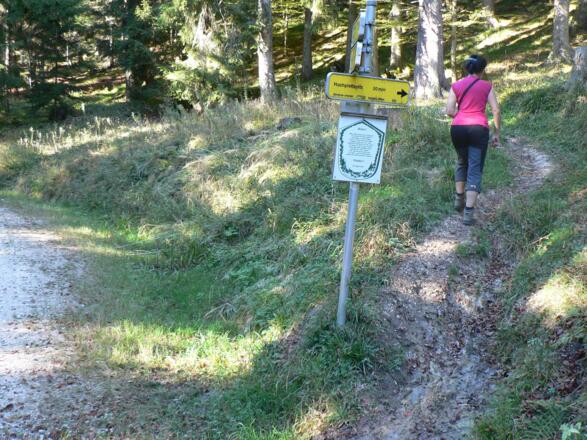 Ein kurzes Stück folgen wir einer Forststraße, bis der Weg wieder rechts hinauf führt