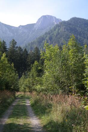 Blick zum Alberfeldkogel während des Aufstiegs im untersten Teil.