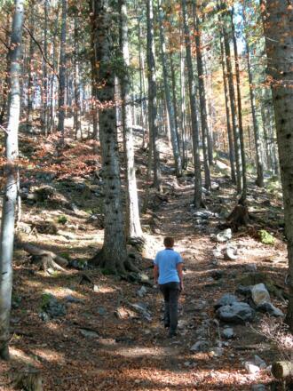 schöner mittelsteiler Waldpfad