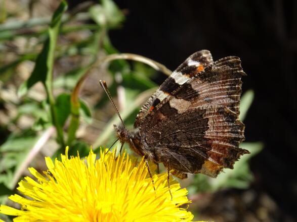 Der Kleine Fuchs fühlt sich sichtlich wohl