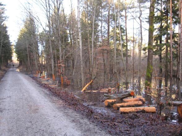 Biber in Haunstetten