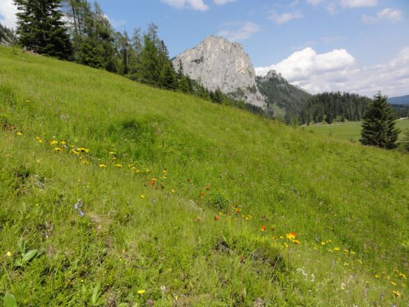 Blumenwiesen mit Stubwies