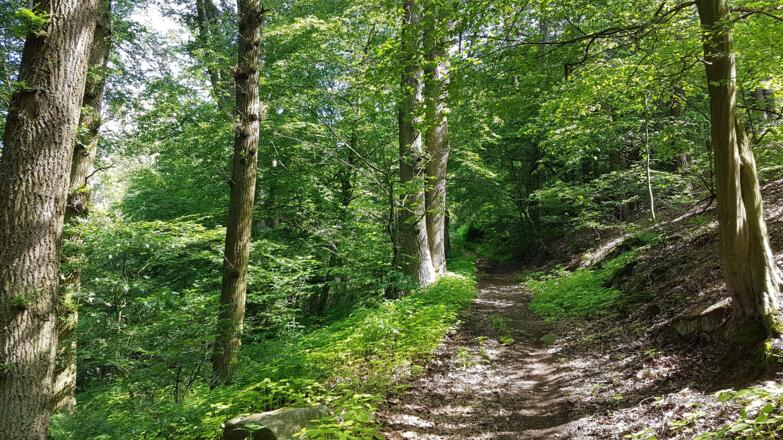 Direkt bei der grün weißen Markierung rechts rauf in den Wald