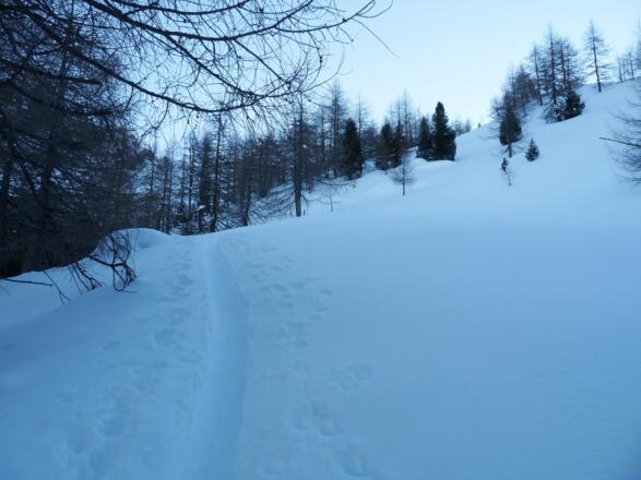 Ab ca. 1800 m geht der steile Fichtenwald in einen lichten und angenehm steilen Lärchenwald über.