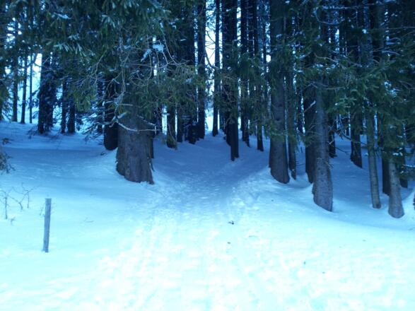 Der Abschnitt durch den Wald beginnt.