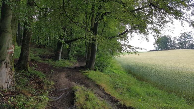Kurz vorm Bio Bauernhof Burger/Brauner führt der Weg am Waldrand weiter