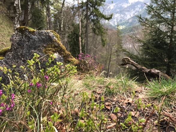 Alte Bäume und felsdurchsetztes Gelände prägen den Radingstein