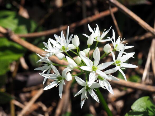 Blumen am Rückweg zum Rieserberg um 540m