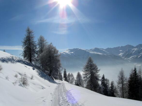 Der Forstweg kann immer wieder abgekürzt werden.