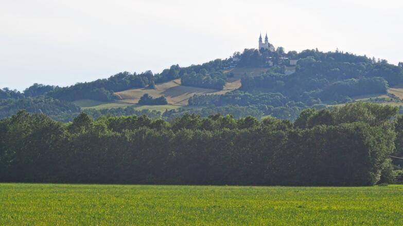 Der Pöstlingberg von Linz-Urfahr aus gesehen. Im Blickfeld die Moarwies'n, die bewältigt werden muß.
