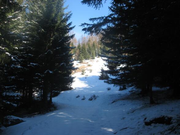 Bei der ersten Lichtung zweigen wir dann nach rechts ab. (Siehe Beschreibung)
