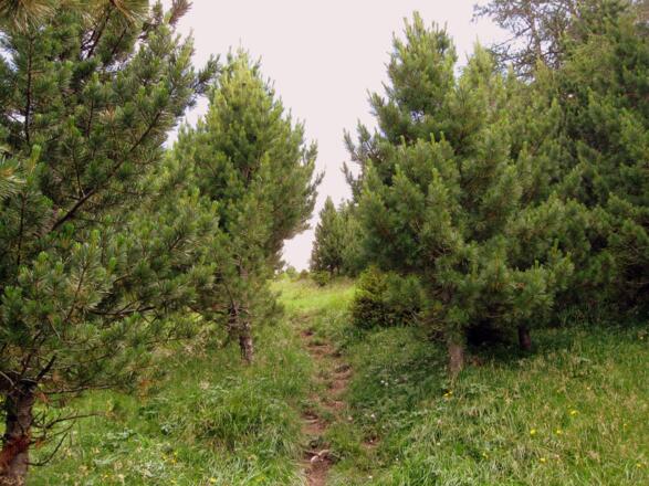 Ein deutlicher Steig führt hinauf zum Schröflkogel.