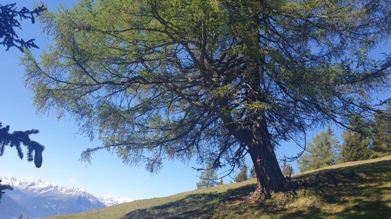 Toller Baum oberhalb der Solnalm