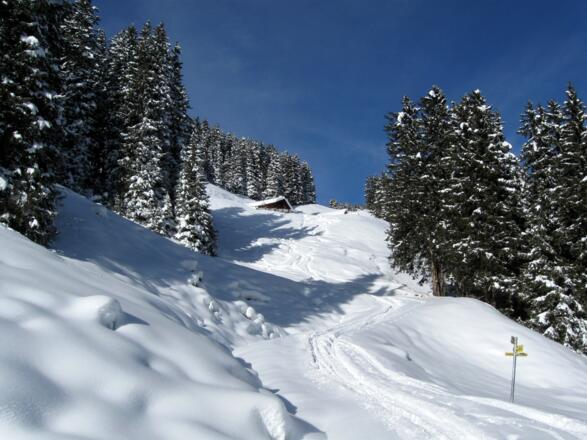 Salfainsalm im Winterschlaf