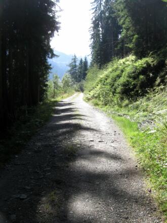 Ein schöner, nur wenig steiler Forstweg führt aufwärts.
