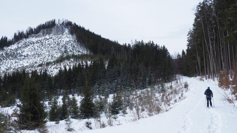 Der Forststraße von der Tafel um 935m folgen