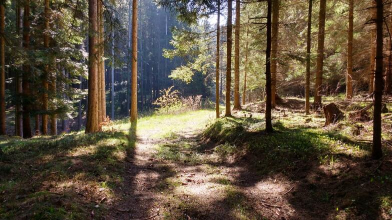 Im Wald bei Elsenreith