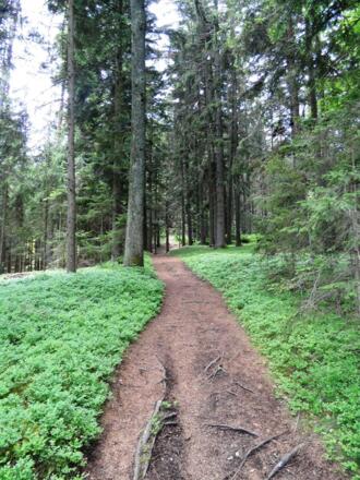 Waldweg