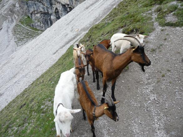 die Ziegen vom Solsteinhaus