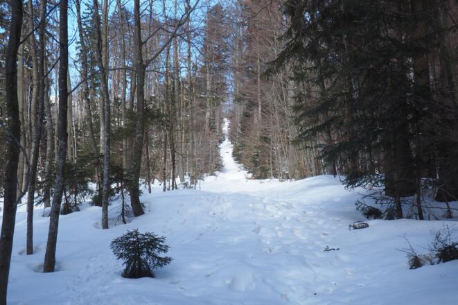 Grenzschneise um 1040m