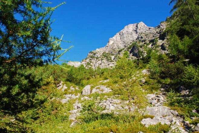 Immer wieder gibt der lichte Lärchenwald Durchblicke auf den Hochplanberg frei