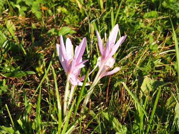 Herbstzeitlose, Wiese am Startpunkt 645m