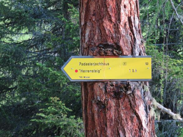 Ein kurzes Stück auf der Forststraße dann zweigen wir auf den Herrensteig ab.