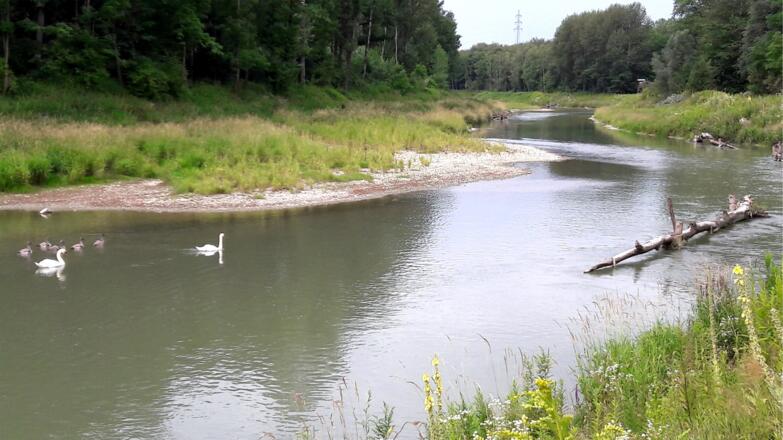 Schwanfamilie am Innbach nach R1