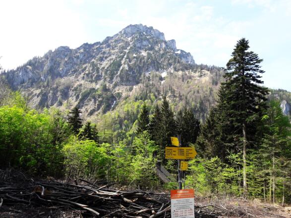 Vor dem Laudachsee, 910m, Traunsteinblick