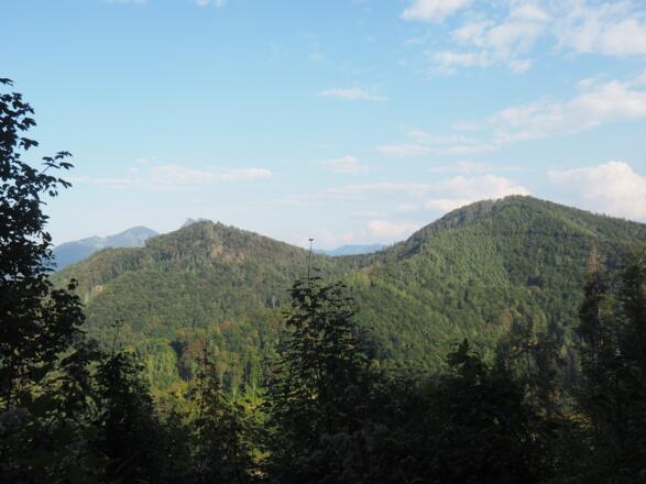 Sonnkogel und Plachwitz nach Forststraßenausstieg um 800m