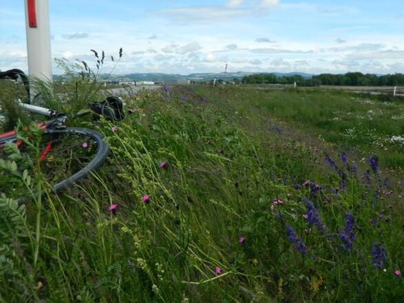 Blumen am Machlanddamm