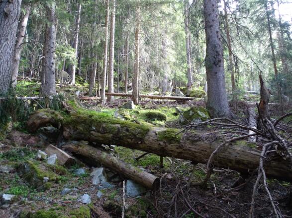 Idyllische Wälder...