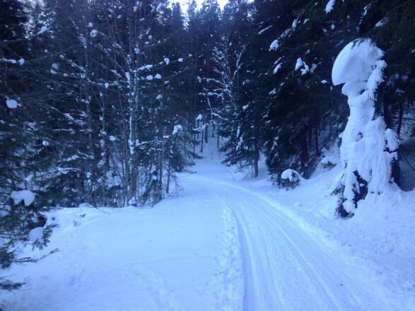 zunächst entlang der Forststraße