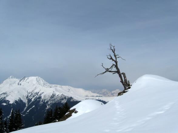 Wer kennt diesen Baum nicht ? - Schon fast ein Symbol für Salfains