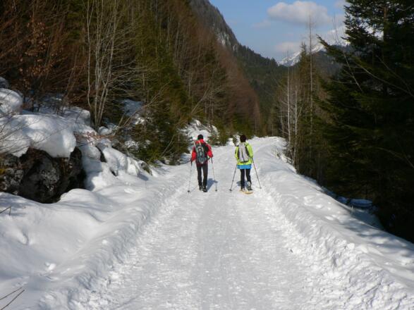 Über die Forststraße kehren wir zum Ausgangspunkt zurück