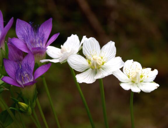 Violette Fransenenziane ab 800m