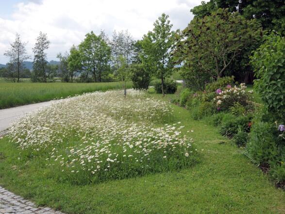 Herrliche Blumenwiesen in Sonnleiten