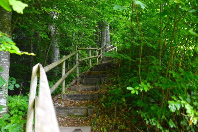 Weg durch den ruhigen Wald